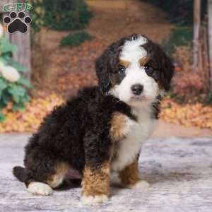 Keanu, Mini Bernedoodle Puppy